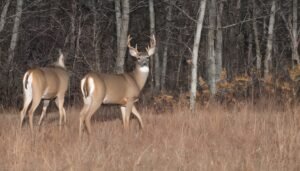 Chronic Wasting Disease